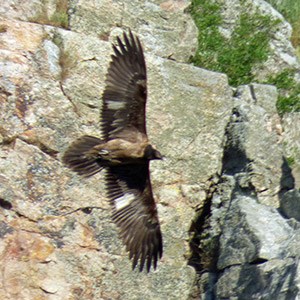 Nerpio the young male Lammergeier - Gypaetus barbatus © John Muddeman